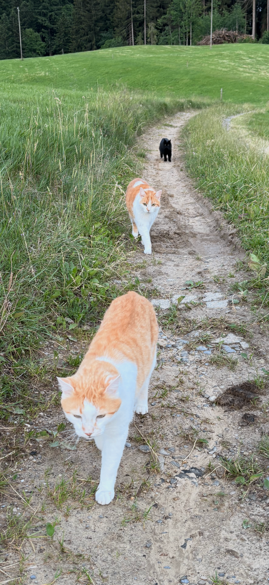 Zwei rot-weisse Katzen und eine schwarze Katze laufen auf einem schmalen Waldweg zwischen Wiesen.